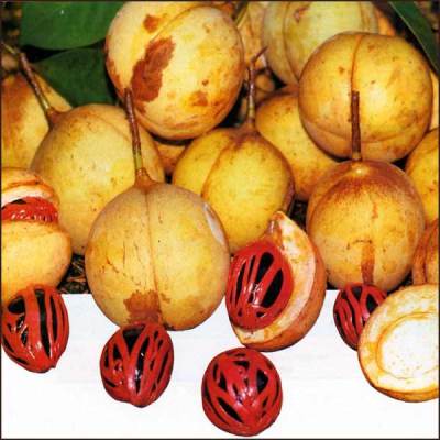 Nutmeg oil - Certified Organi 4